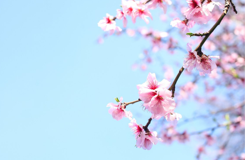 Spring is Around the Corner: 9 Ways to Get Ready - The Cedars of